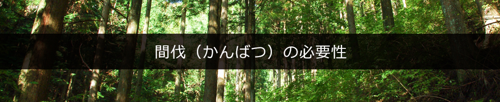 間伐（かんばつ）の必要性